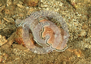 Nudibranch Ã¢â¬â glossodoris hikuerensis photo